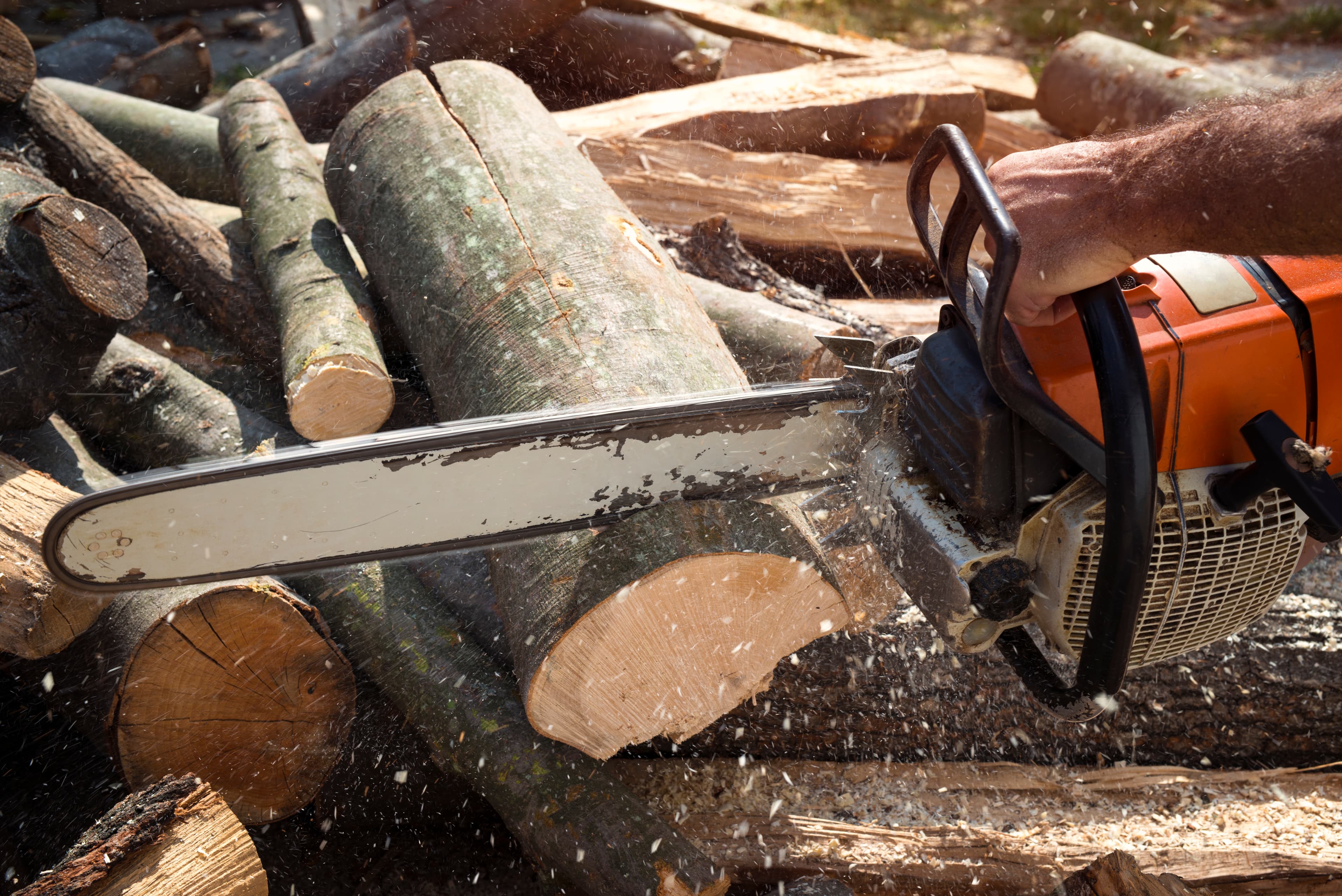 Professional stump grinding services
